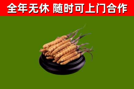兴安盟回收散虫草