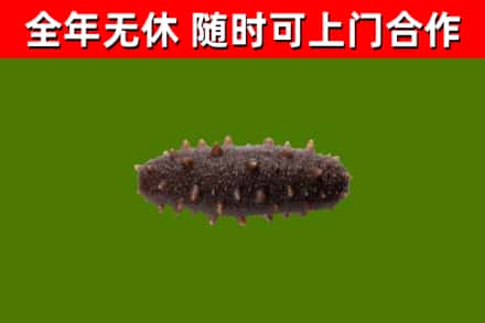 兴安盟回收海参干